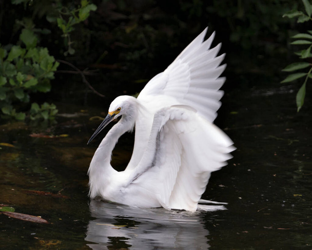 Snowy Egret bird close-up profile view in the water with spread wings with foliage and water background, displaying white feathers, head, beak, eye, fluffy plumage,  in its environment and surrounding. - Zdjęcie, obraz