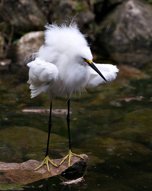 Snowy Egret bird close-up profile view standing on moss rocks with foliage background, displaying white feathers, head, beak, eye, fluffy plumage, yellow feet in its environment and surrounding. - Φωτογραφία, εικόνα