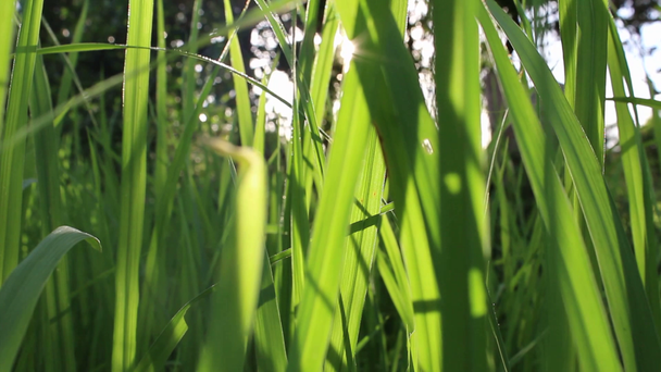 zielony ryżu pola ryżu - Materiał filmowy, wideo