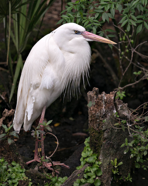 White Heron bird close-up profilo vista in piedi su un registro che mostra il suo piumaggio bianco, corpo, testa, occhio, becco, collo lungo, gambe lunghe con sfondo fogliame nel suo ambiente e dintorni
 - Foto, immagini