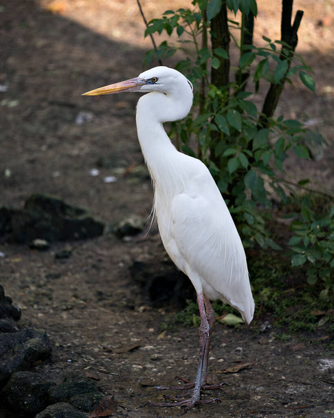 White Heron bird close-up profile view displaying its white feathers plumage, body, head, eye, beak, long neck, with foliage background in its environment and surrounding. - 写真・画像