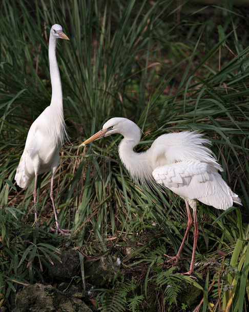 White Heron birds close-up profile view interacting and displaying their white feathers plumage, bodies, heads, eyes, beaks, long necks, with foliage background in its environment and surrounding. - Photo, image