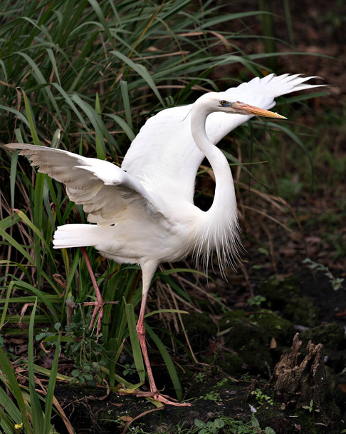 Fehér Heron madár közelkép profil nézet megjelenítése fehér tollak tollazat, kitárt szárnyak, test, fej, szem, csőr, hosszú nyak, a lombozat háttér környezetében és környékén. - Fotó, kép