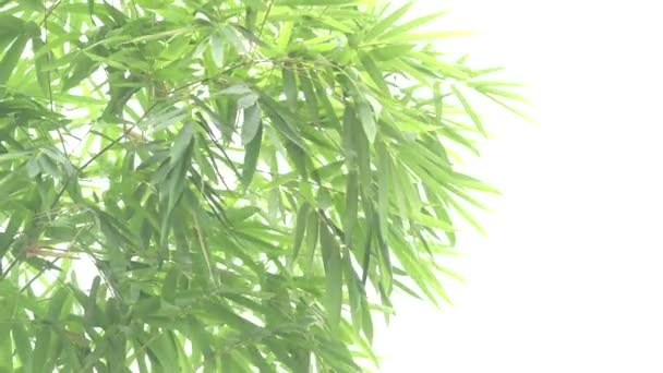 Fehér háttér bambusz levelek - Felvétel, videó