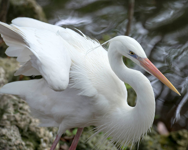 Beyaz balıkçıl kuşu, su kenarındaki profil görüntüsü açık kanat, güzel beyaz tüyler, tüylü tüyler, gaga, göz, çevresindeki bokeh arkaplan ve çevresini çevreleyen uzun bacaklar.. - Fotoğraf, Görsel