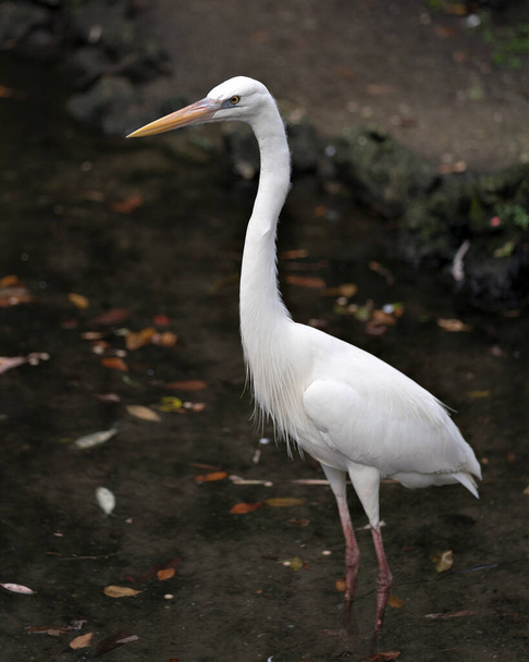 White Heron bird close-up profile view in the water displaying its body, head, eye, beak, long neck, with a beautiful foliage background in its environment and surrounding - Zdjęcie, obraz