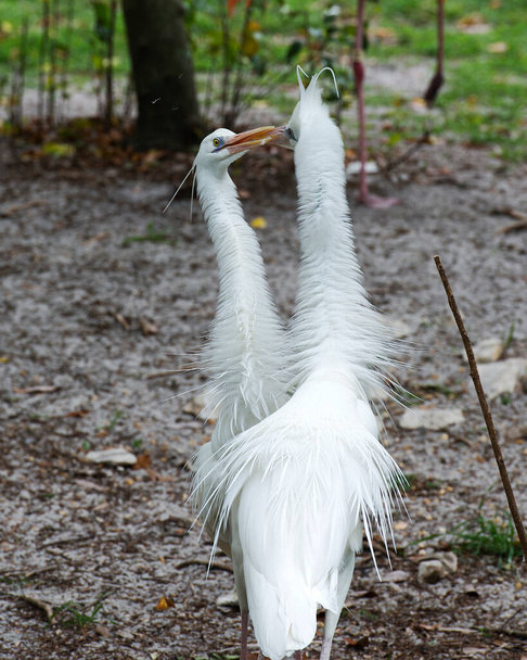 White Heron πουλιά γκρο πλαν προβολή προφίλ με μια χειρονομία που εκφράζει την αγάπη και εμφανίζει όμορφα λευκά φτερά, ράμφη, μάτια, αφράτο φτέρωμα, με ένα υπόβαθρο στο περιβάλλον και το περιβάλλον τους. Ερωτικά πουλιά - Φωτογραφία, εικόνα