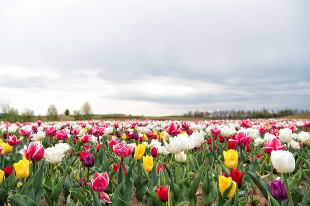 Ultimate guide to tulips season in Holland. Tulips rows landscape. Fresh flowers. Stunning spring colors. Best Places to See Tulips in Netherlands. Tulip fields colourfully burst into full bloom - Φωτογραφία, εικόνα