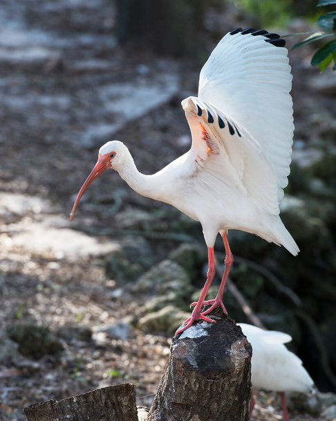 White Ibis bird spread wings in its surrounding and environment exposing its body, white plumage, long beak, long legs. - Photo, Image