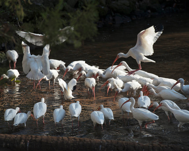 ホワイトアイビスの鳥たちが遊んでいる水の中で白い羽を表示し、彼らの環境とその周辺で長い赤い札. - 写真・画像