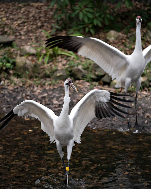 Ορνιθοσκαλίσματα γερανοπούλια κοντινό πλάνο προβολή προφίλ στέκεται ψηλά στο νερό με απλωμένα φτερά στο περιβάλλον και το περιβάλλον του. Δύο γερανοί που δείχνουν τα άσπρα φτερά τους.. - Φωτογραφία, εικόνα