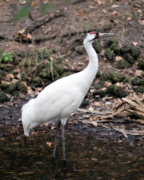 Grue blanche oiseau gros plan vue de profil debout dans l'eau dans son environnement et son environnement
. - Photo, image