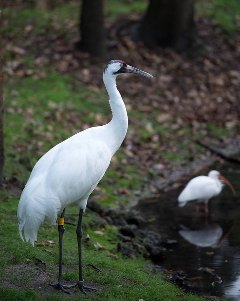 Whooping crane bird close-up profile view standing tall in the water in its surrounding and environment. - Fotó, kép