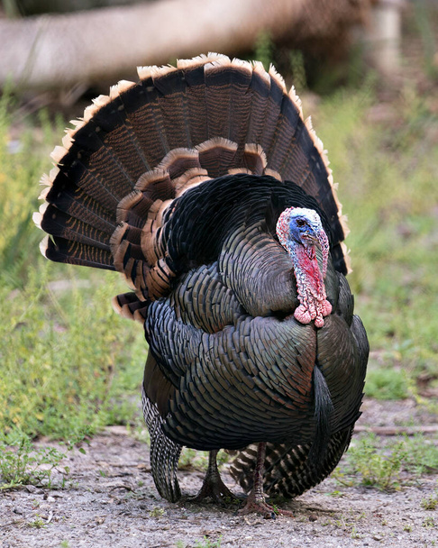 Wild turkey bird close-up profiel weergave met bokeh achtergrond weergeven van kop, snavel, oog, wattle, waaier uit staart veren, verenkleed in de omgeving en de omgeving  - Foto, afbeelding