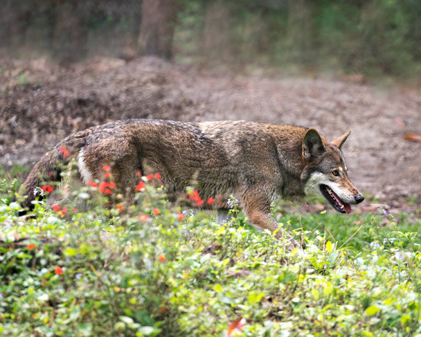Loup rouge vue de profil rapprochée butinant dans la forêt, montrant une fourrure brune, la tête, les oreilles, les yeux, le nez, avec un fond flou dans son environnement et ses environs
. - Photo, image