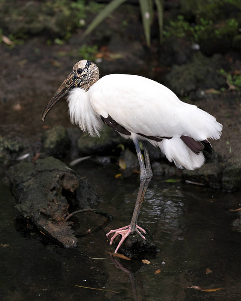 Wood stork bird close-up profile view by the water with a bokeh background displaying white feathers plumage, body, head, eye, beak, long neck, long legs, white and black plumage in its environment and surrounding. - Zdjęcie, obraz