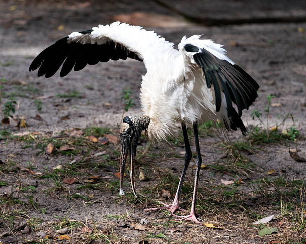 Wood Stork bird close up spread wings perched on a log displaying its body, head, beak,eye, plumage, black and white color feathers with bokeh background of foliage in its environment and surrounding. - Photo, image