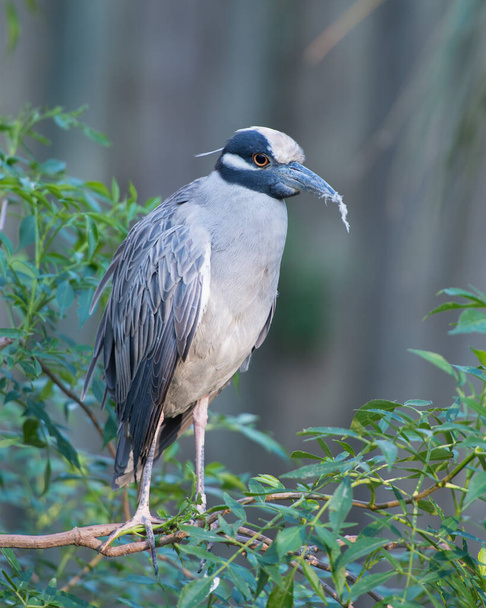 Yellow-Crowned Night-Heron  close-up profile view with foliage close to the bird with a blur background in its environment and surrounding. - Fotografie, Obrázek