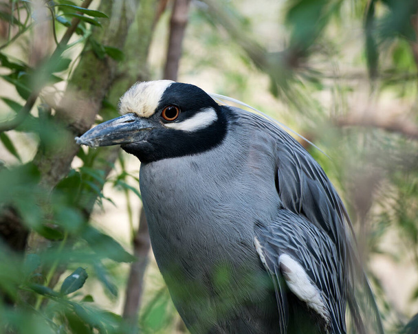 Yellow-crowned Night-Heron bird head close-up  profile view bokeh background displaying its head, beak, eye, plumage in its environment and surrounding - 写真・画像