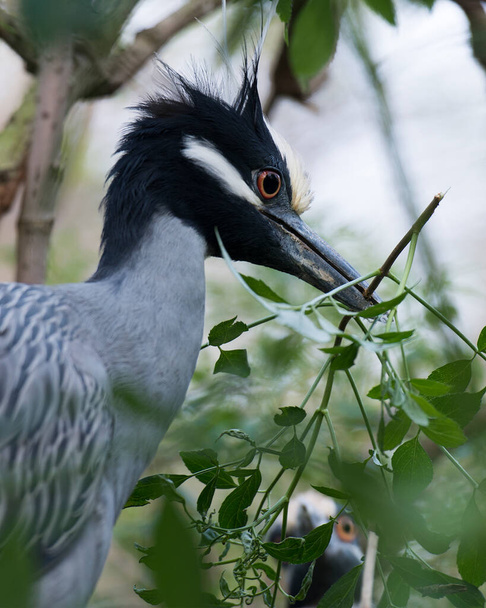 Yellow-crowned Night-Heron bird head shot close-up profile view with a branch in its beak with a blur background. - 写真・画像