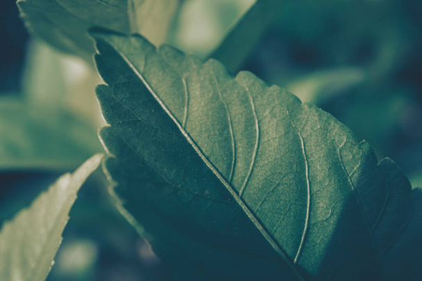 Closeup of green leaf texture; nature background  - Φωτογραφία, εικόνα