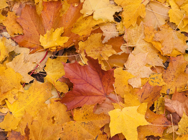 pozadí žluté listy podzimu - Fotografie, Obrázek