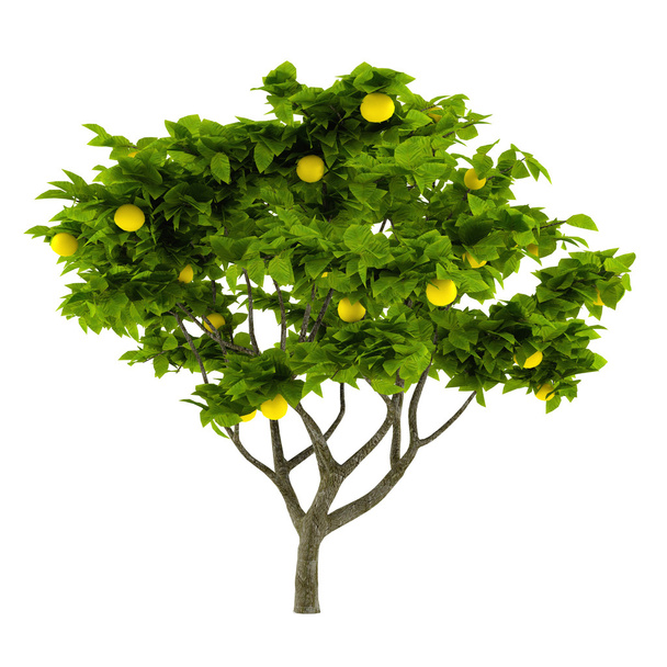 Citrus lemon tree isolated - Foto, Bild