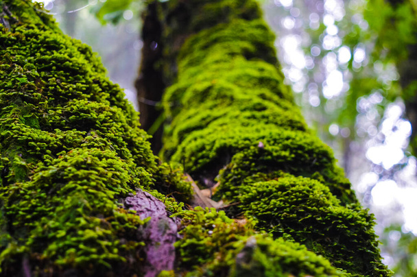 Moss záře na stromě v lese, Zblízka záběr - Fotografie, Obrázek