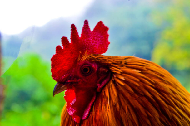 Beautiful red rooster close up - Photo, Image