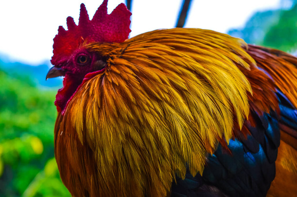Beautiful red rooster close up - Photo, Image