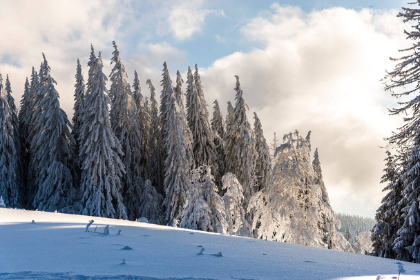 Pokryte śniegiem drzewa zimowe w Karpatach, Predeal, Rumunia - Zdjęcie, obraz