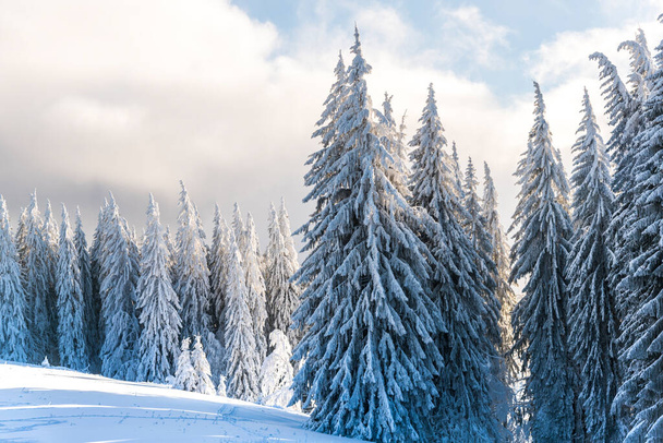 Covered winter trees with fresh snow in Carpathian Mountains, Predeal, Romania - Φωτογραφία, εικόνα