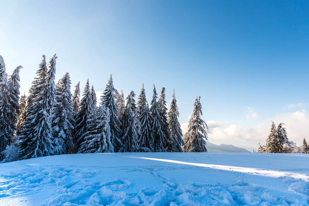 Covered winter trees with fresh snow in Carpathian Mountains, Predeal, Romania - Foto, Imagem