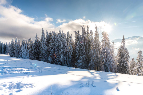 zimní krajina se zasněženými stromy  - Fotografie, Obrázek