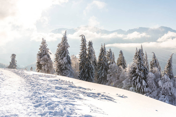winter landscape with snow covered trees  - Fotó, kép