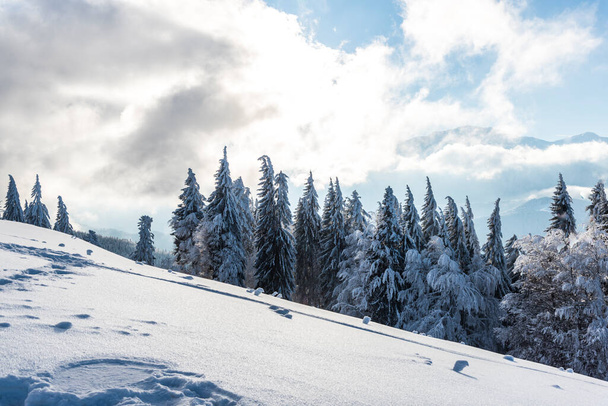 winter landscape with snow covered trees  - Valokuva, kuva