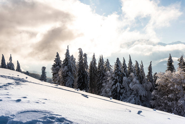 Karla kaplı ağaçlarla kaplı kış manzarası  - Fotoğraf, Görsel