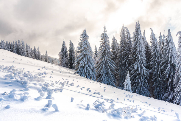 winter landscape with snow covered trees  - Foto, afbeelding