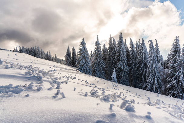paisaje invernal con árboles cubiertos de nieve  - Foto, Imagen