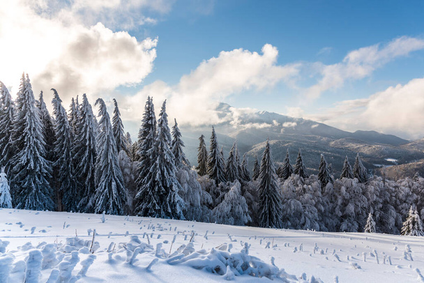 paysage hivernal avec arbres enneigés  - Photo, image