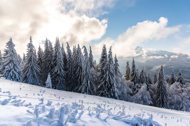 winter landscape with snow covered trees  - Zdjęcie, obraz