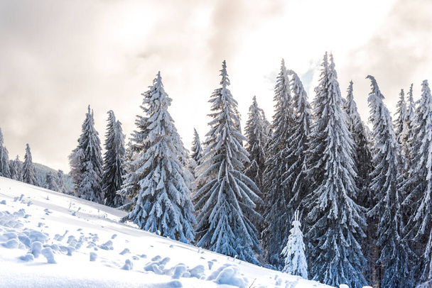 winter landscape with snow covered trees  - Foto, Imagen