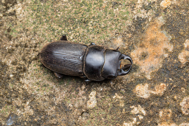 Geyik böceğinin detaylı görüntüsünün üst görünümü - Fotoğraf, Görsel