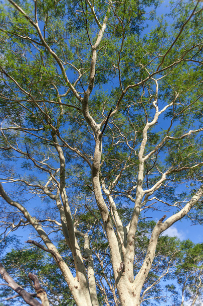 Árvores Febre Florestas verdes
 - Foto, Imagem