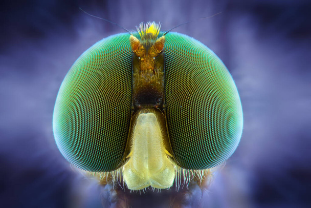 Soldierflies extreme close-up, Μακροφωτογραφία  - Φωτογραφία, εικόνα