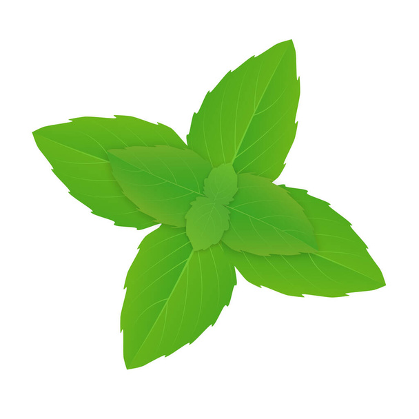 Minze, grüne Blätter und Zweige Vektor isoliert auf weißem Hintergrund - Vektor, Bild