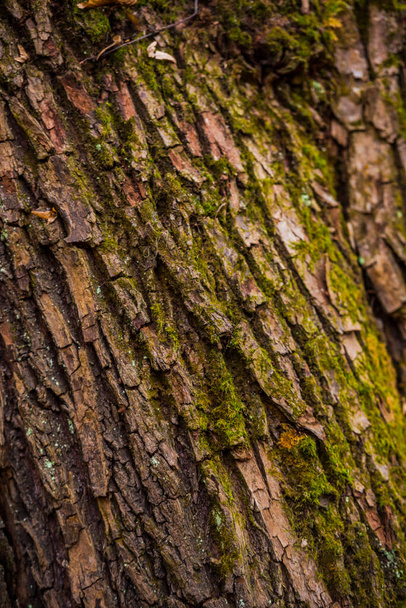 Bark of tree texture - Φωτογραφία, εικόνα