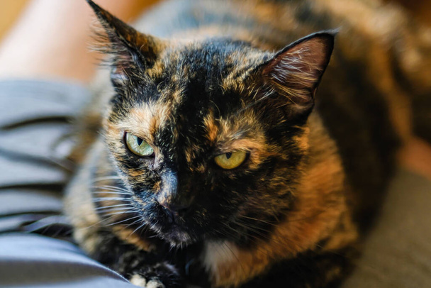 Kızgın huysuz kedinin portresi ön planda. Arka planda Bokeh 'in kızgın ve yumuşak odak noktasıyla doğrudan kameraya bakıyor. - Fotoğraf, Görsel