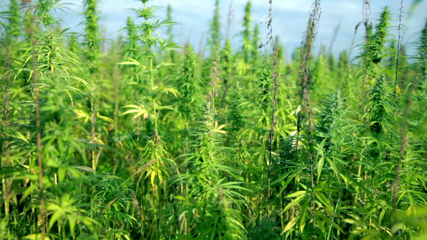 Weg von großen Cannabispflanzen - Filmmaterial, Video