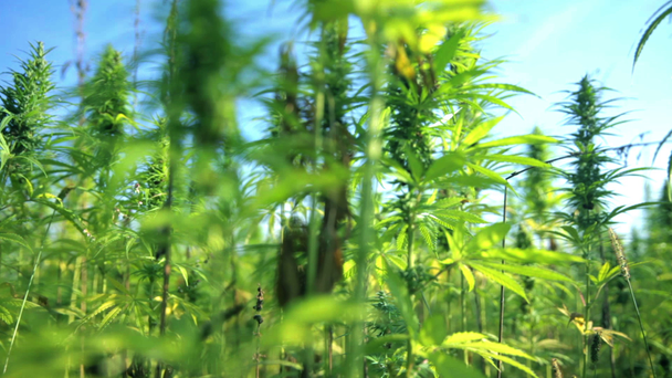 Посмотреть видео марихуаны браузер глобус и тор hidra